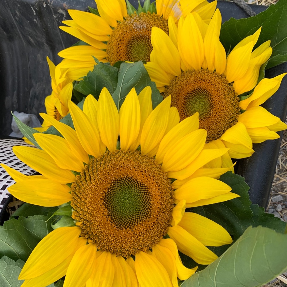 Meet your Posher, Marj